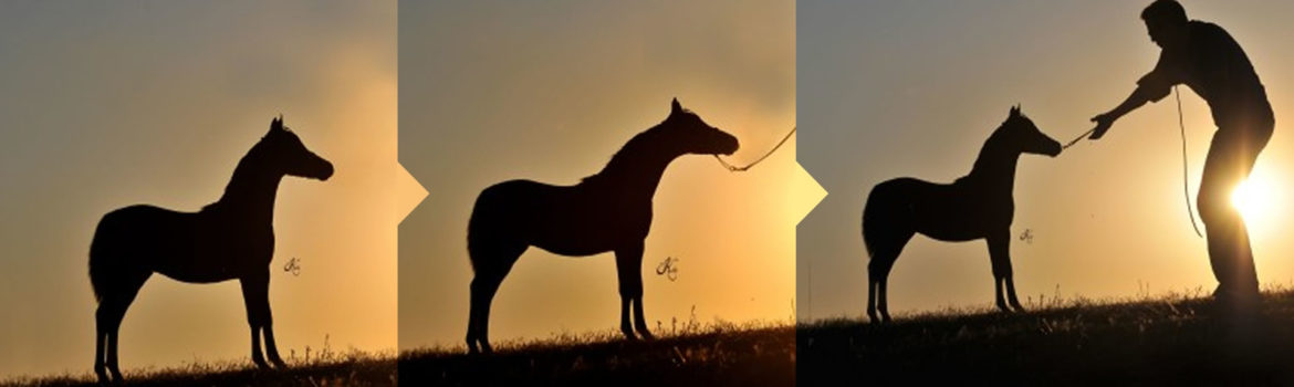 Banner-Slider-Combined.jpg