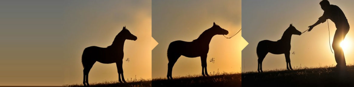 Banner-Slider-Combined-v2.jpg