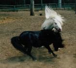 Casram5.jpg